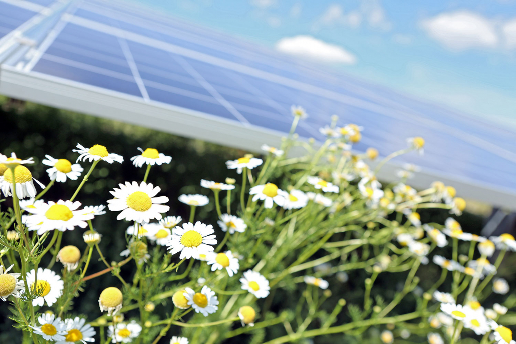 Keine Bodenversiegelung Umwelt, Natur, Photovoltaikanlage SÜDWERK