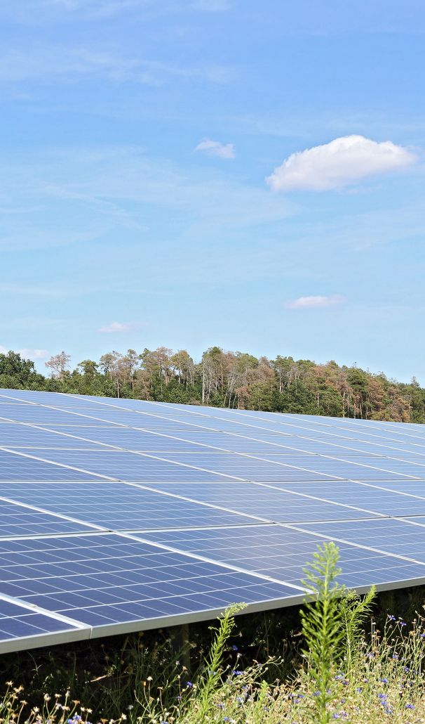 Solarpanels SÜDWERK Solaranlage Biodiversität