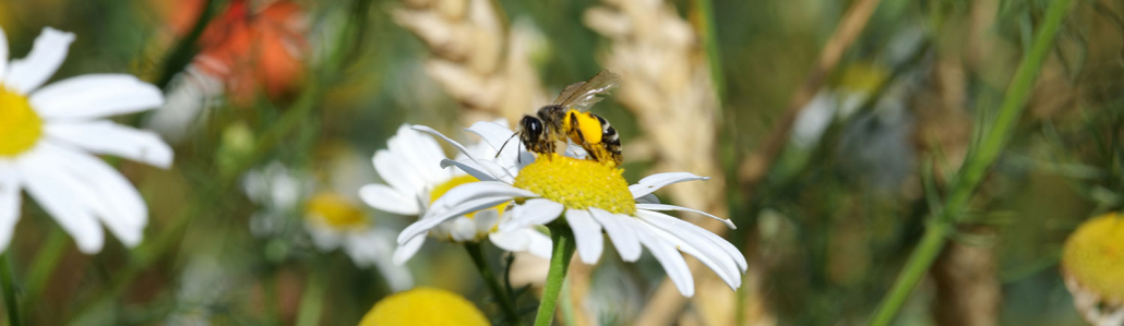 Suedwerk-Umweltschutz Umwelt, Natur, Biene, SÜDWERK